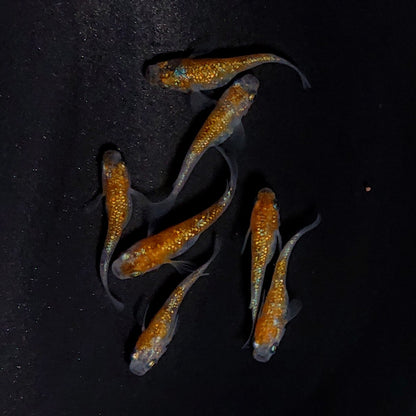 【現物】月華ブルー 　7匹　オス3メス4　3739