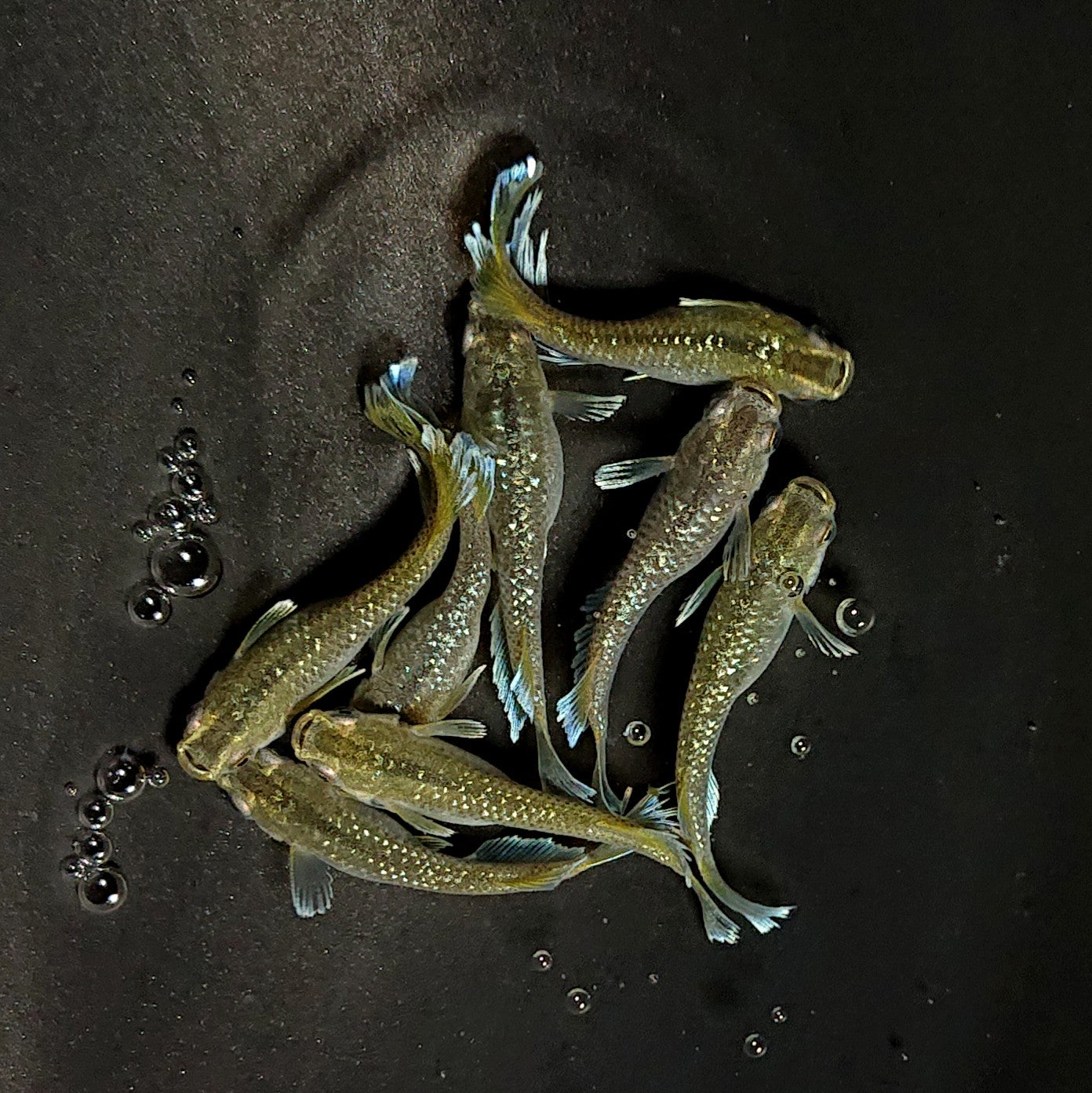 【現物】フロマージュキッシング上見強ラメ　8匹　オス3メス5　3734