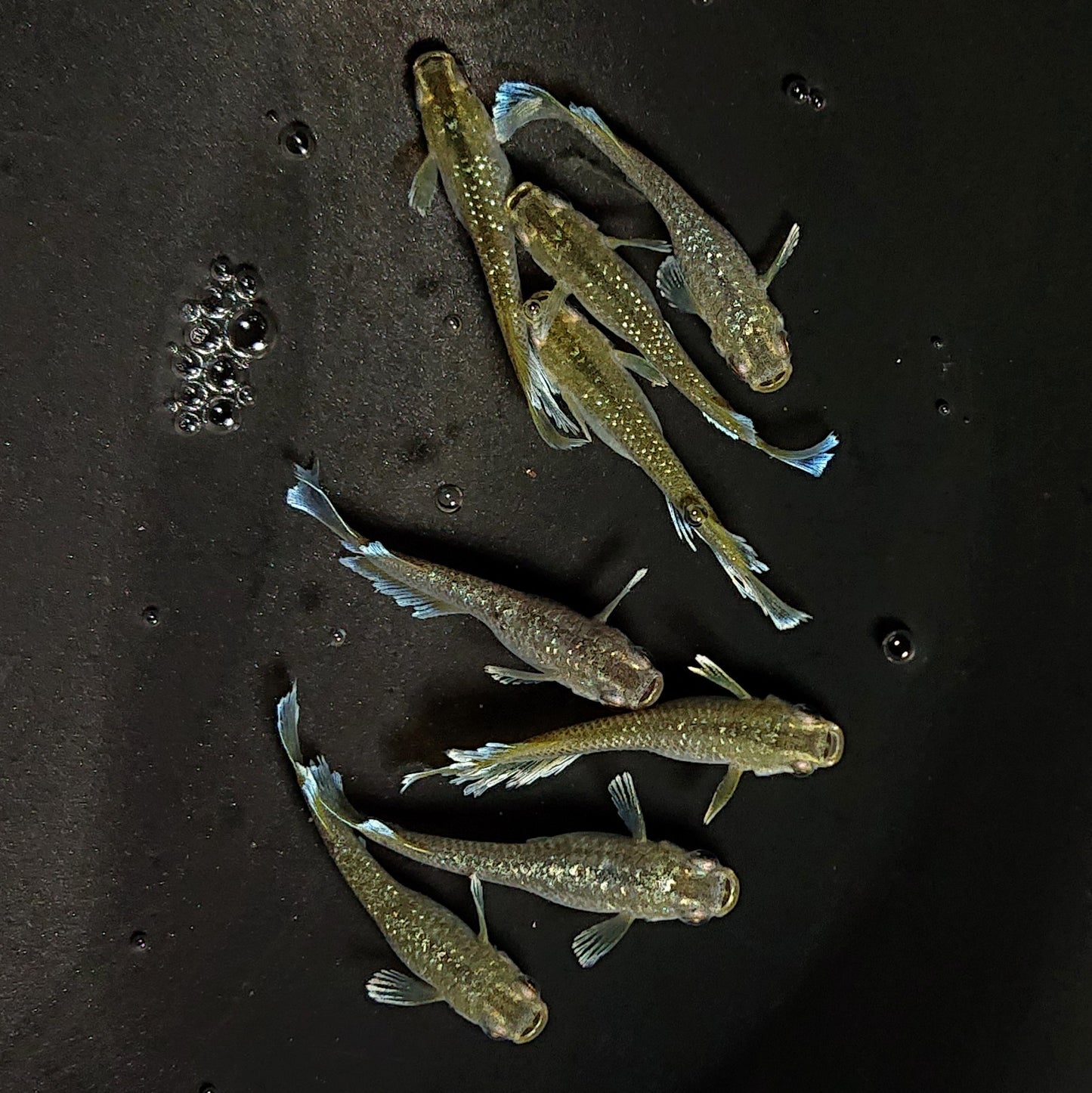 【現物】フロマージュキッシング上見強ラメ　8匹　オス3メス5　3734