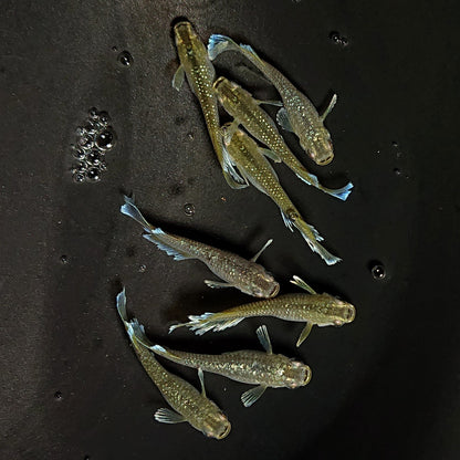 【現物】フロマージュキッシング上見強ラメ　8匹　オス3メス5　3734