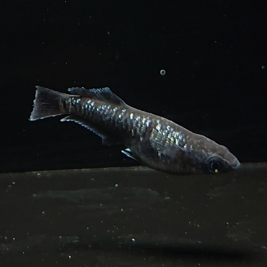 【現物】ウロボロス ヒカリ体型　2ペア　メス1匹ヘテロ　3744