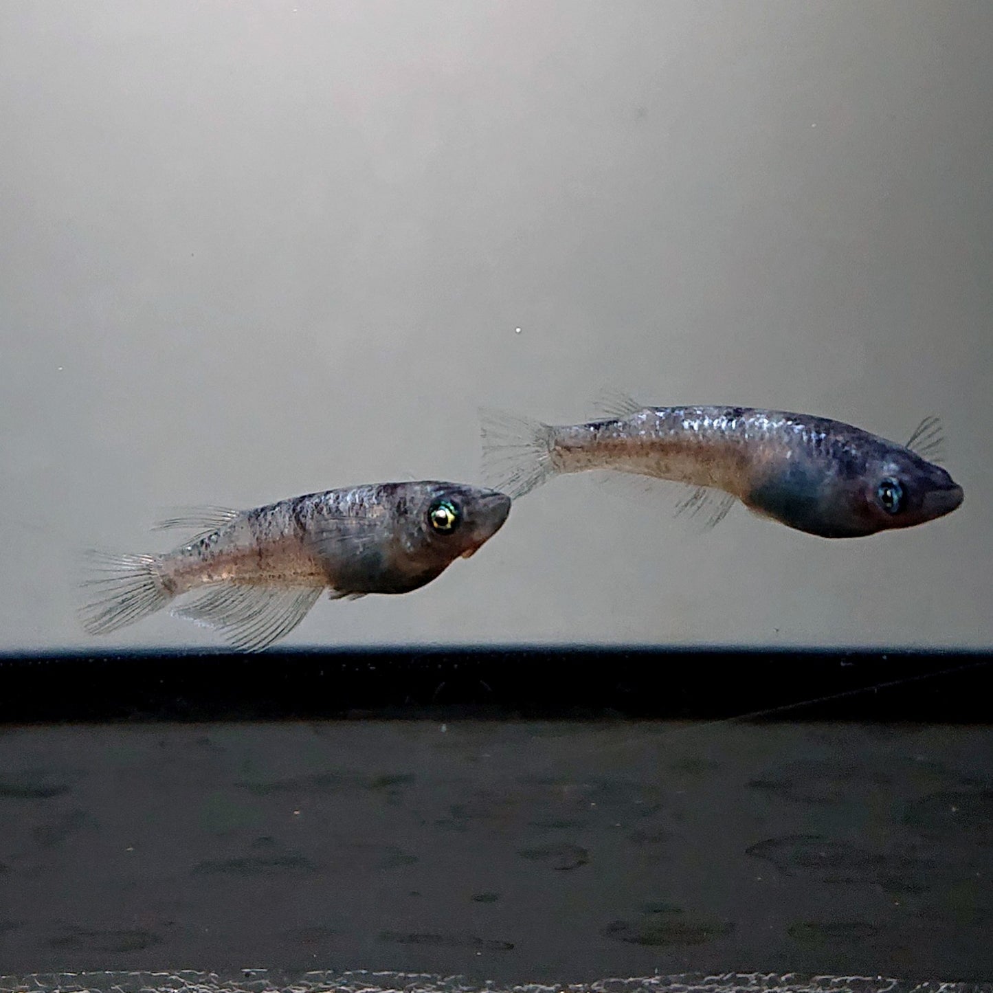 【現物】【NEW】和墨白銀　2ペア　3742