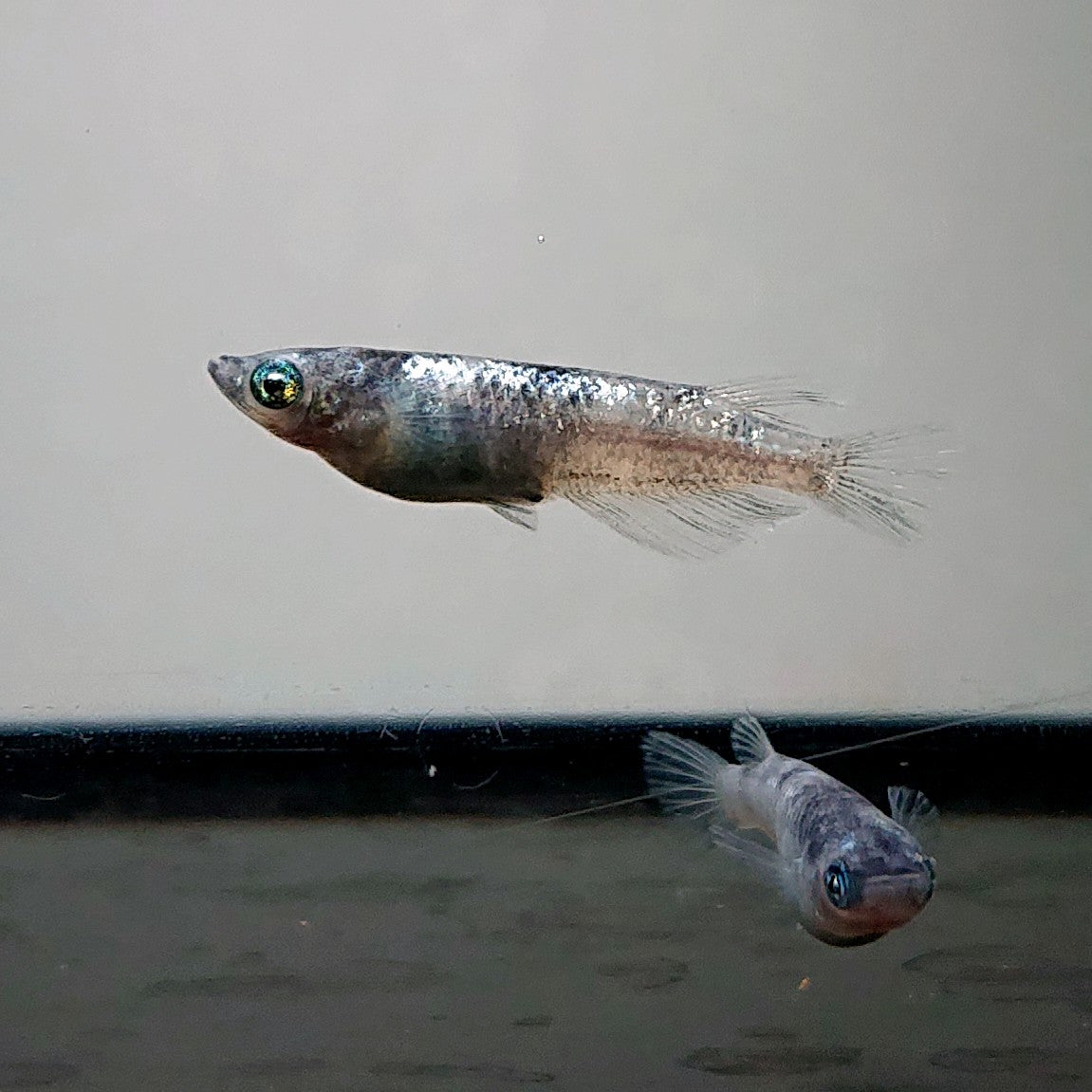 【現物】【NEW】和墨白銀　2ペア　3742