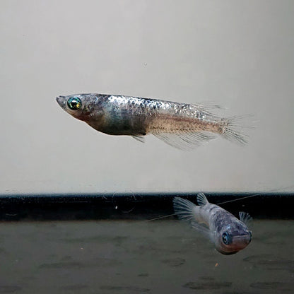 【現物】【NEW】和墨白銀　2ペア　3742