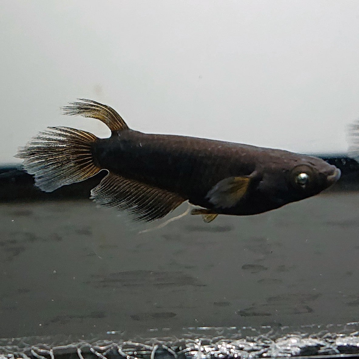 【現物】北辻GODアースアイ松井ヒレ長　2ペア　3745