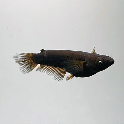 【現物】北辻GODアースアイ松井ヒレ長　2ペア　3745