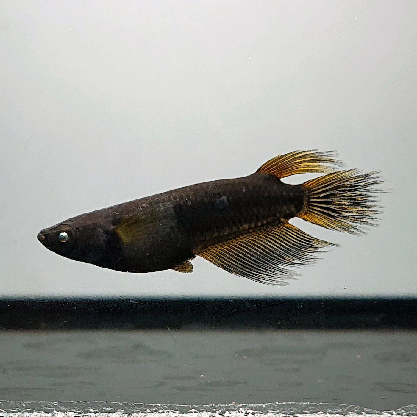 【現物】北辻GODアースアイ松井ヒレ長　2ペア　3745