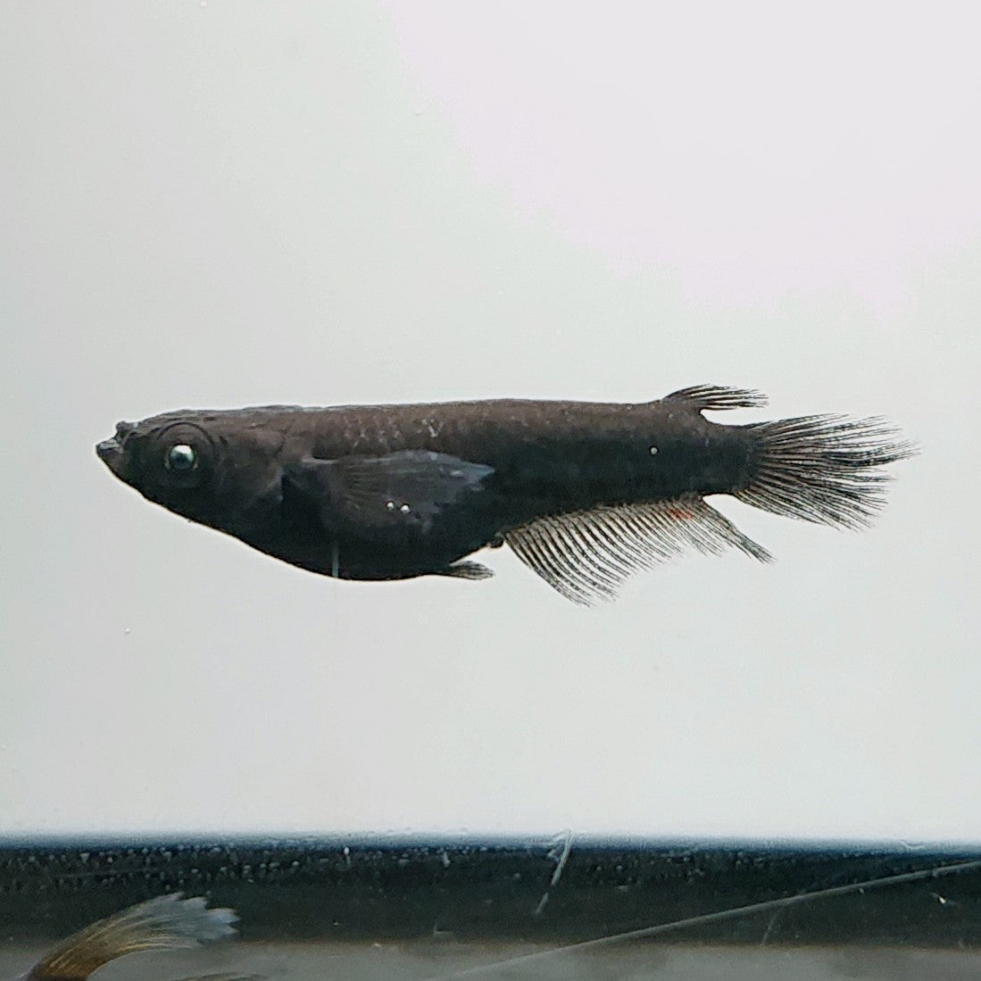 【現物】北辻GODアースアイ松井ヒレ長　2ペア　3745