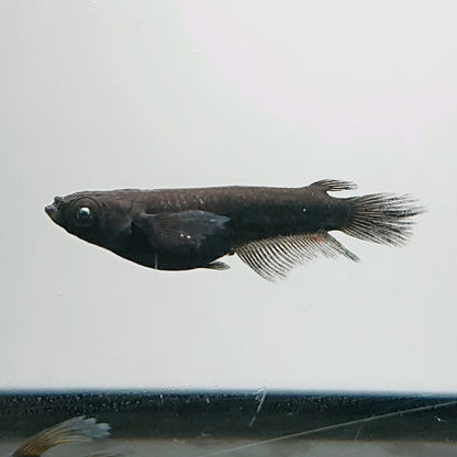 【現物】北辻GODアースアイ松井ヒレ長　2ペア　3745