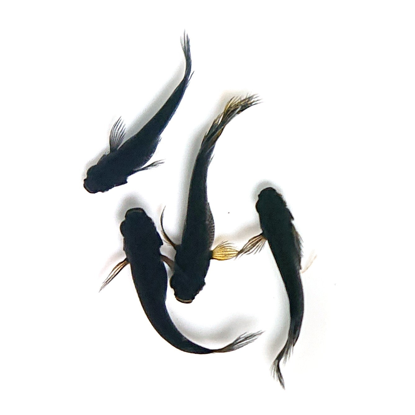 【現物】北辻GODアースアイ松井ヒレ長　2ペア　3745