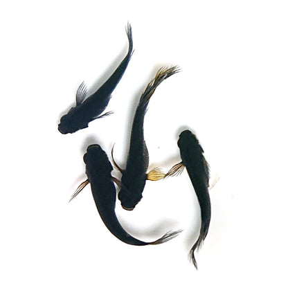 【現物】北辻GODアースアイ松井ヒレ長　2ペア　3745