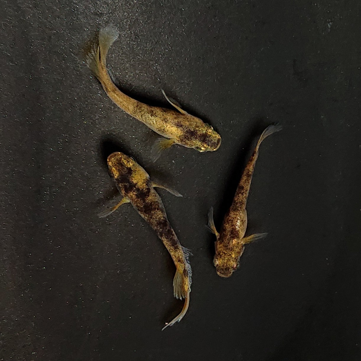 【現物】金閣ワイドフィン　3匹　オス2メス1　3740