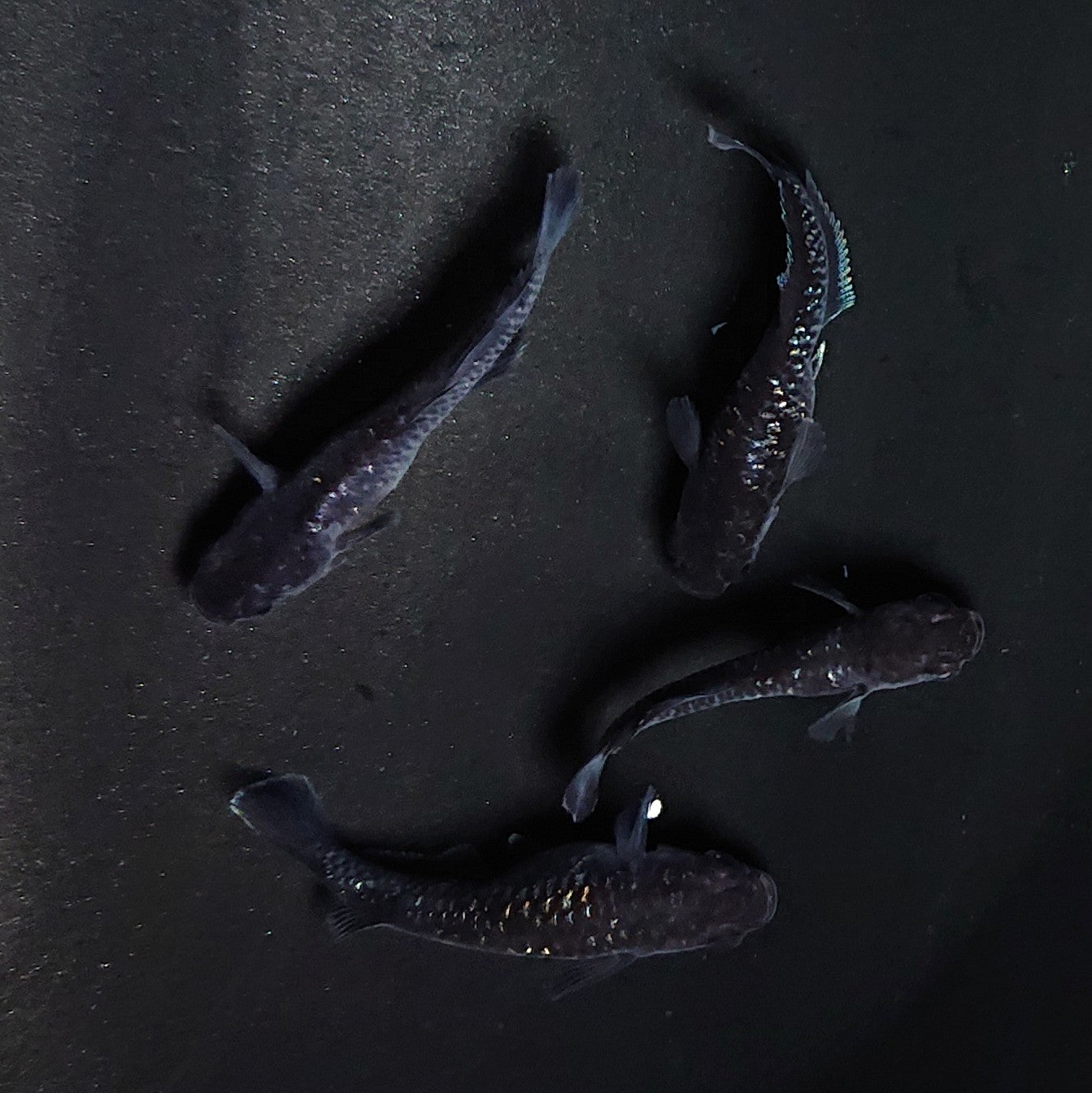 【現物】ウロボロス ヒカリ体型　2ペア　メス1匹ヘテロ　3744