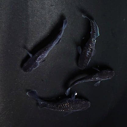 【現物】ウロボロス ヒカリ体型　2ペア　メス1匹ヘテロ　3744