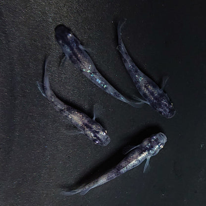 【現物】【NEW】和墨白銀　2ペア　3742