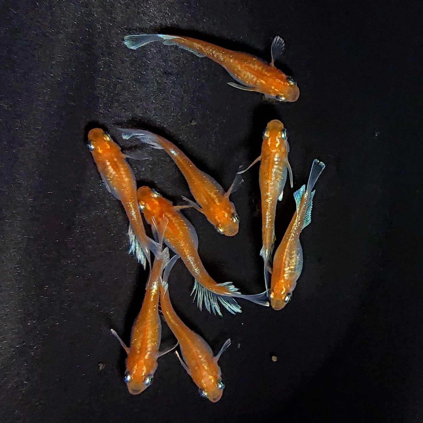 【現物】深紅のデーンモルフォキッシング　4ペア　3749