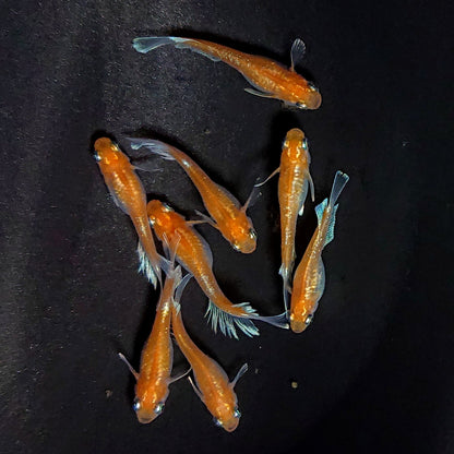 【現物】深紅のデーンモルフォキッシング　4ペア　3749