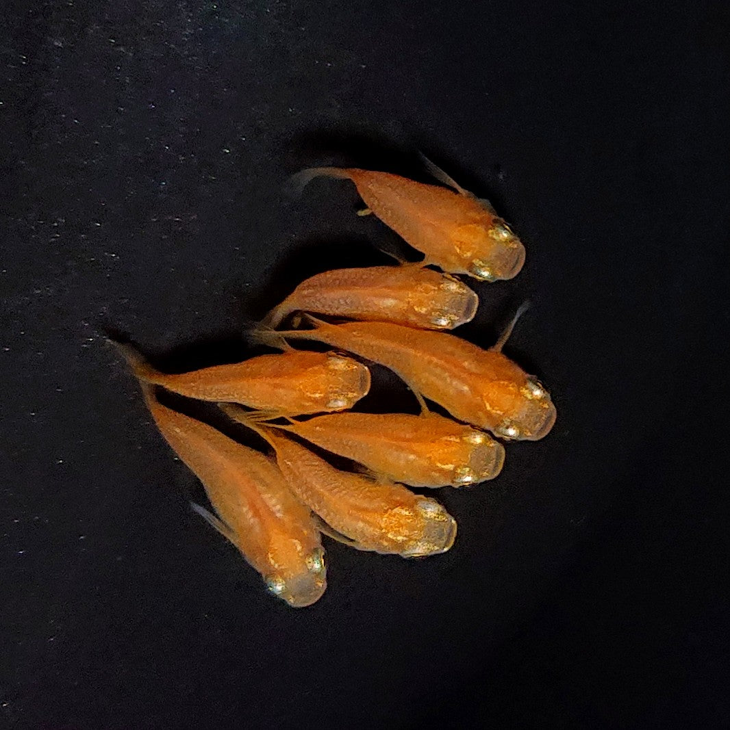 【現物】紅帝だるま　7匹　オス3メス4　3751