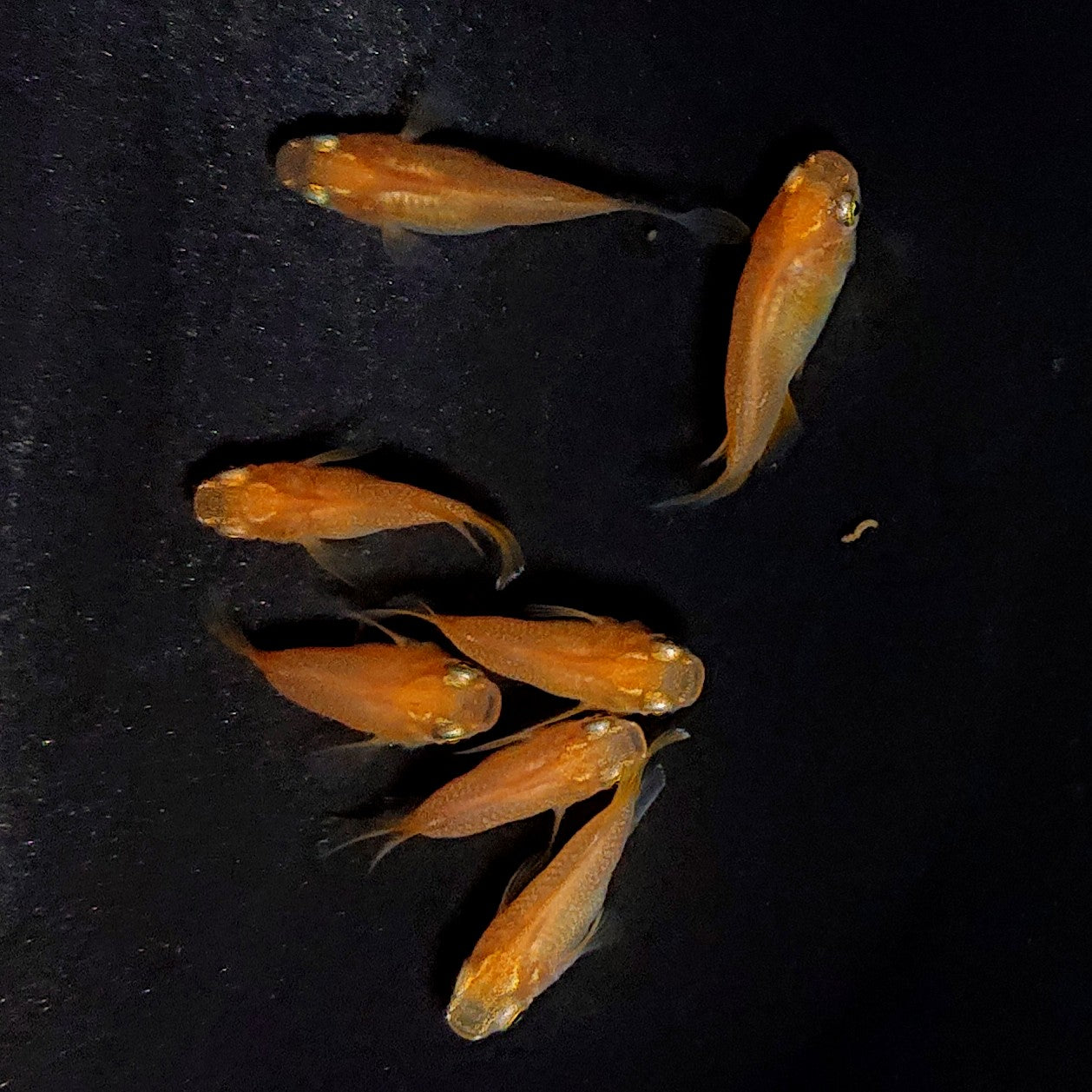 【現物】紅帝だるま　7匹　オス3メス4　3751