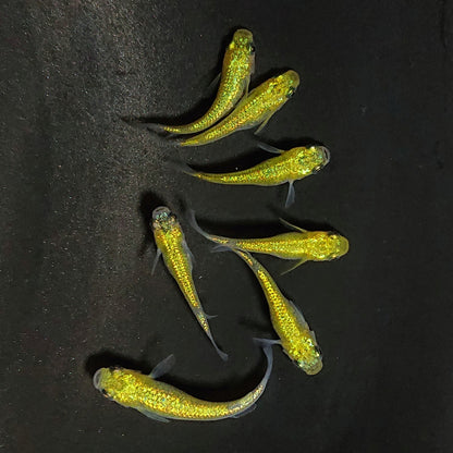 【現物】誾千代　7匹　オス3メス4　3747