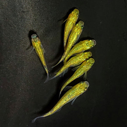 【現物】誾千代　7匹　オス3メス4　3747