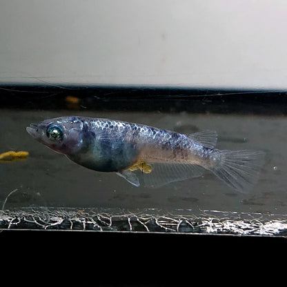 【現物】和墨白銀　2ペア　3754