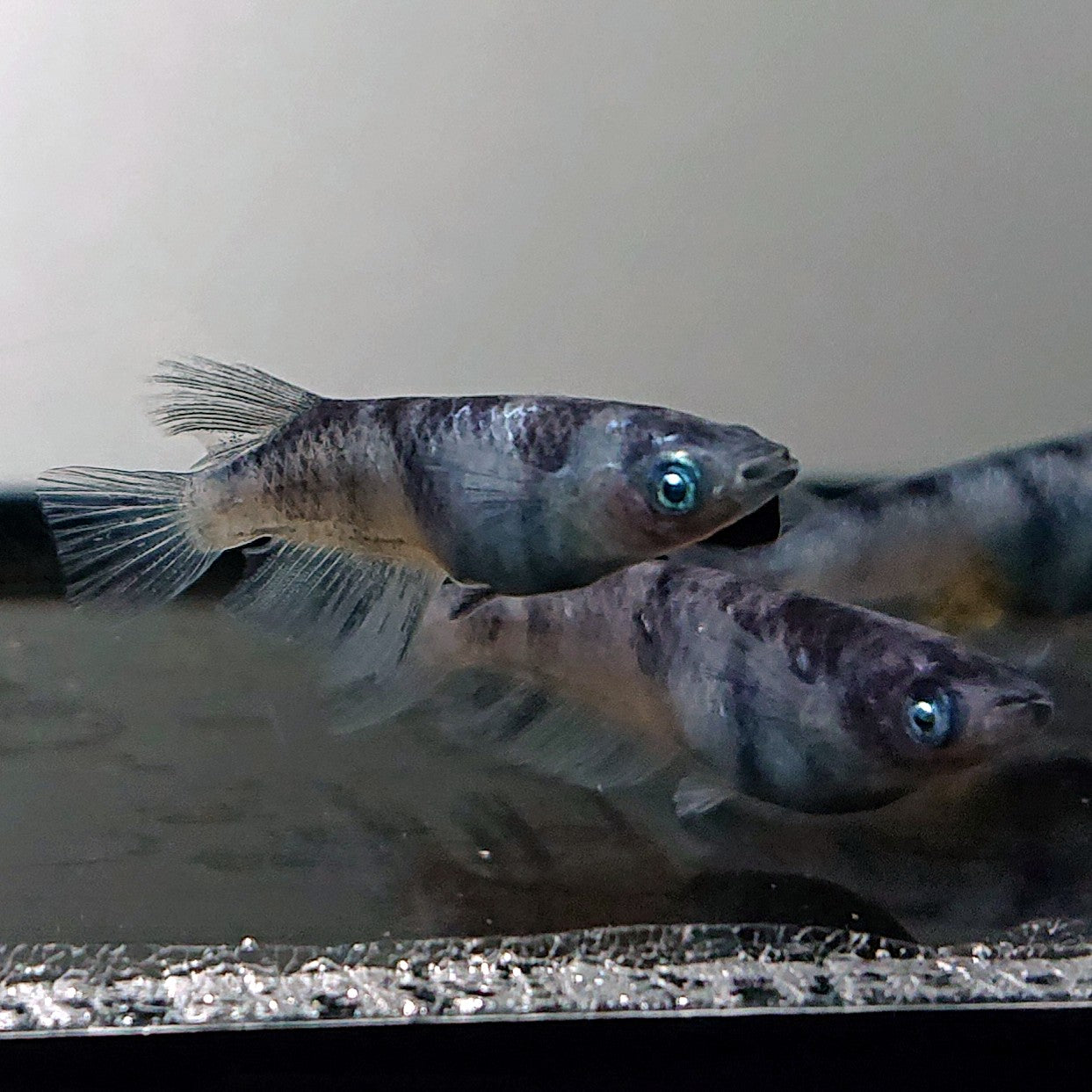 【現物】和墨白銀　2ペア　3754