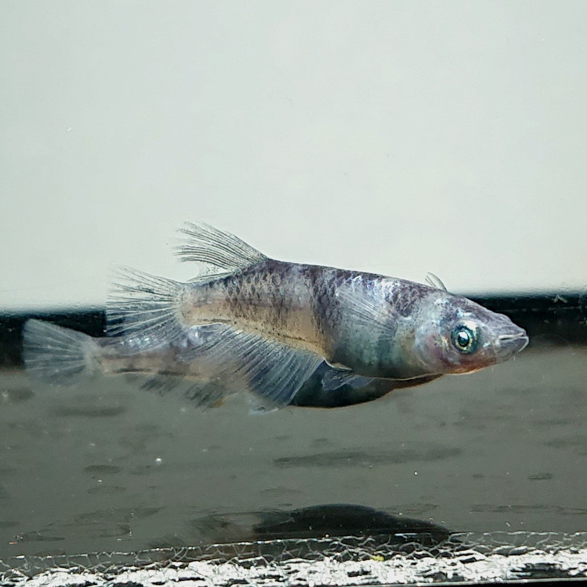 【現物】和墨白銀　2ペア　3754