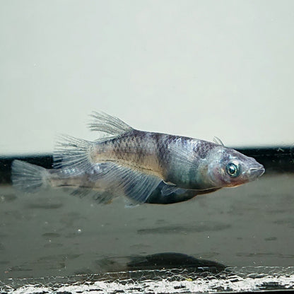 【現物】和墨白銀　2ペア　3754