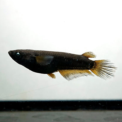 【現物】北辻GODアースアイ松井ヒレ長　2ペア　3755