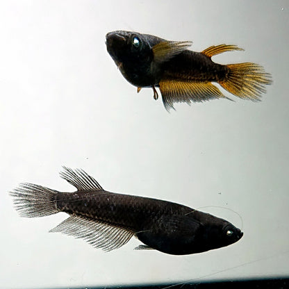 【現物】北辻GODアースアイ松井ヒレ長　2ペア　3755