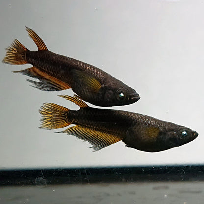 【現物】北辻GODアースアイ松井ヒレ長　2ペア　3755