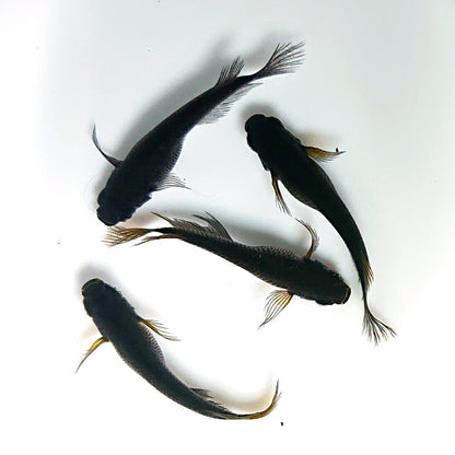 【現物】北辻GODアースアイ松井ヒレ長　2ペア　3755