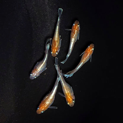 【現物】深紅のデーンモルフォキッシングΩ　3ペア　3757