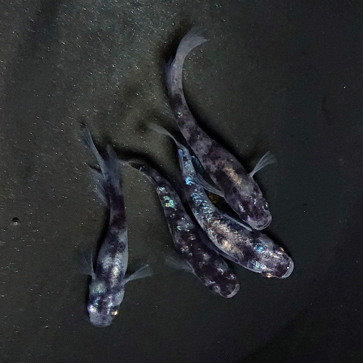 【現物】和墨白銀　2ペア　3754