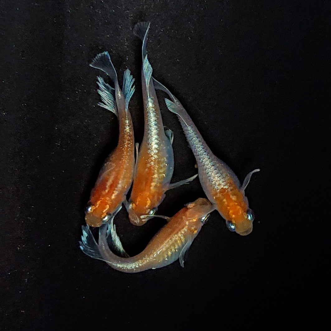 【現物】深紅のデーンモルフォキッシングΩ　2ペア　3764