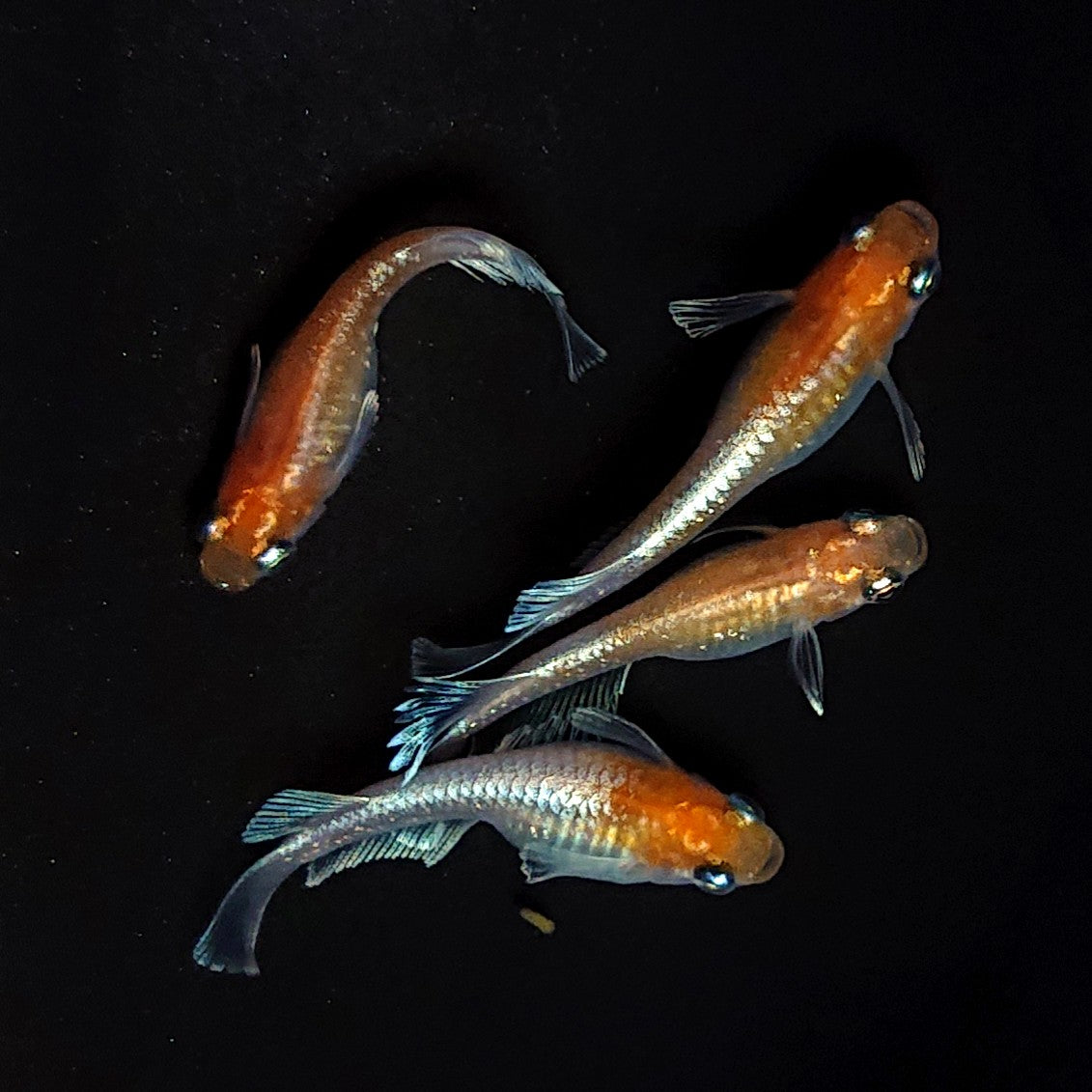 【現物】深紅のデーンモルフォキッシングΩ　2ペア　3764