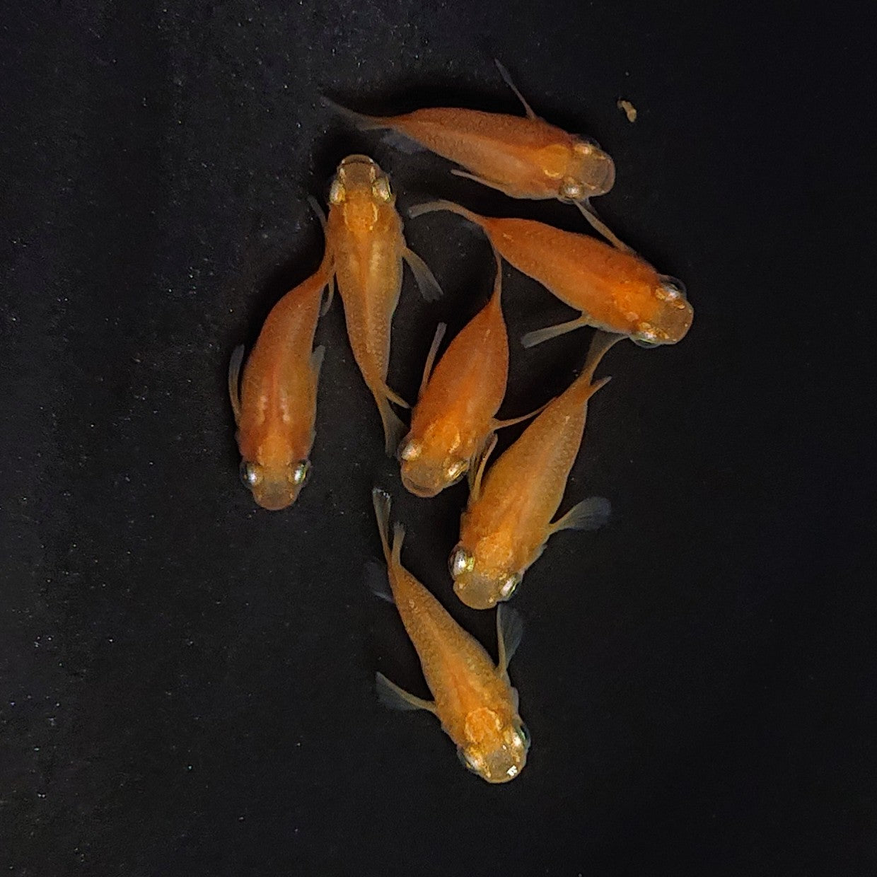 【現物】紅帝だるま　7匹　オス4メス3　3762