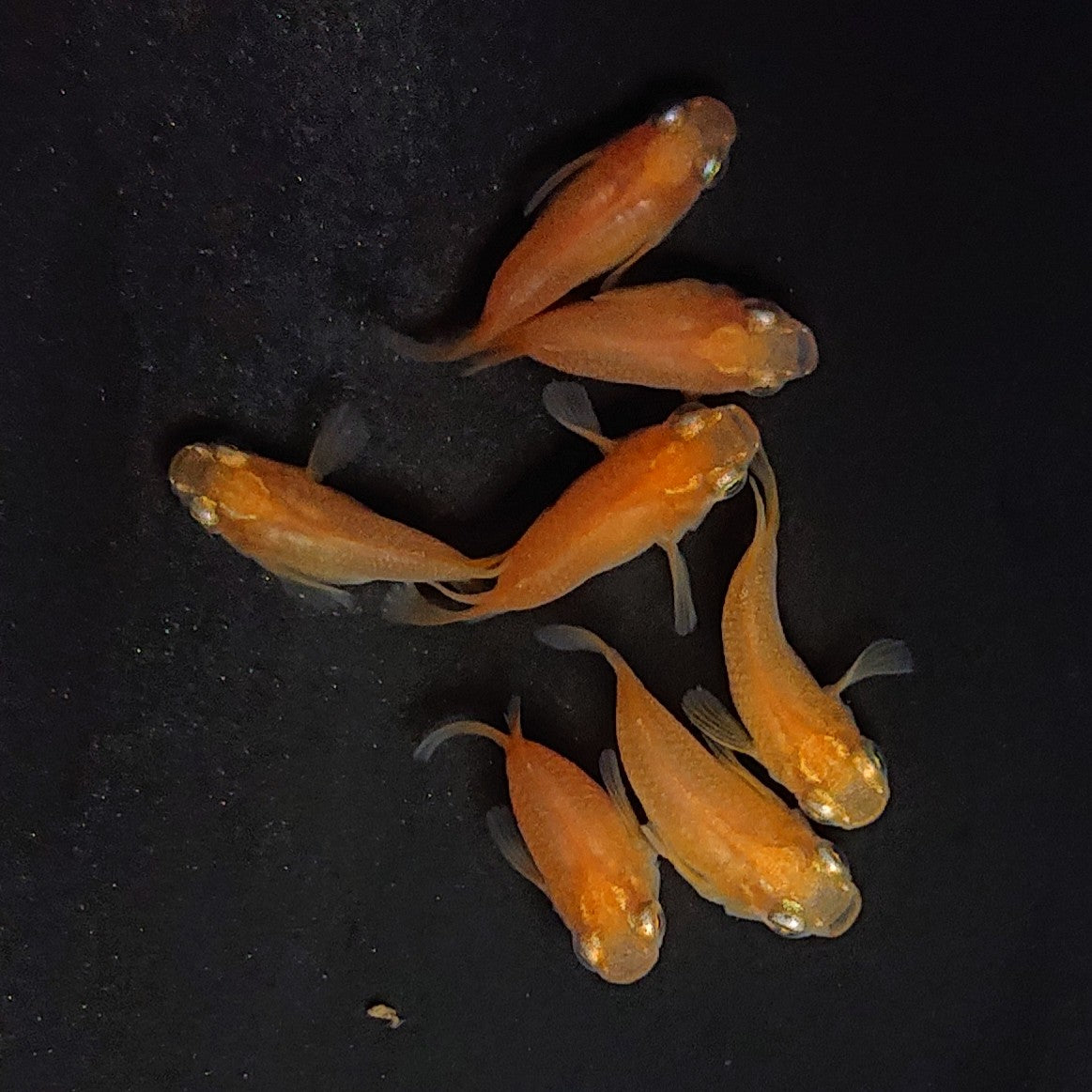 【現物】紅帝だるま　7匹　オス4メス3　3762