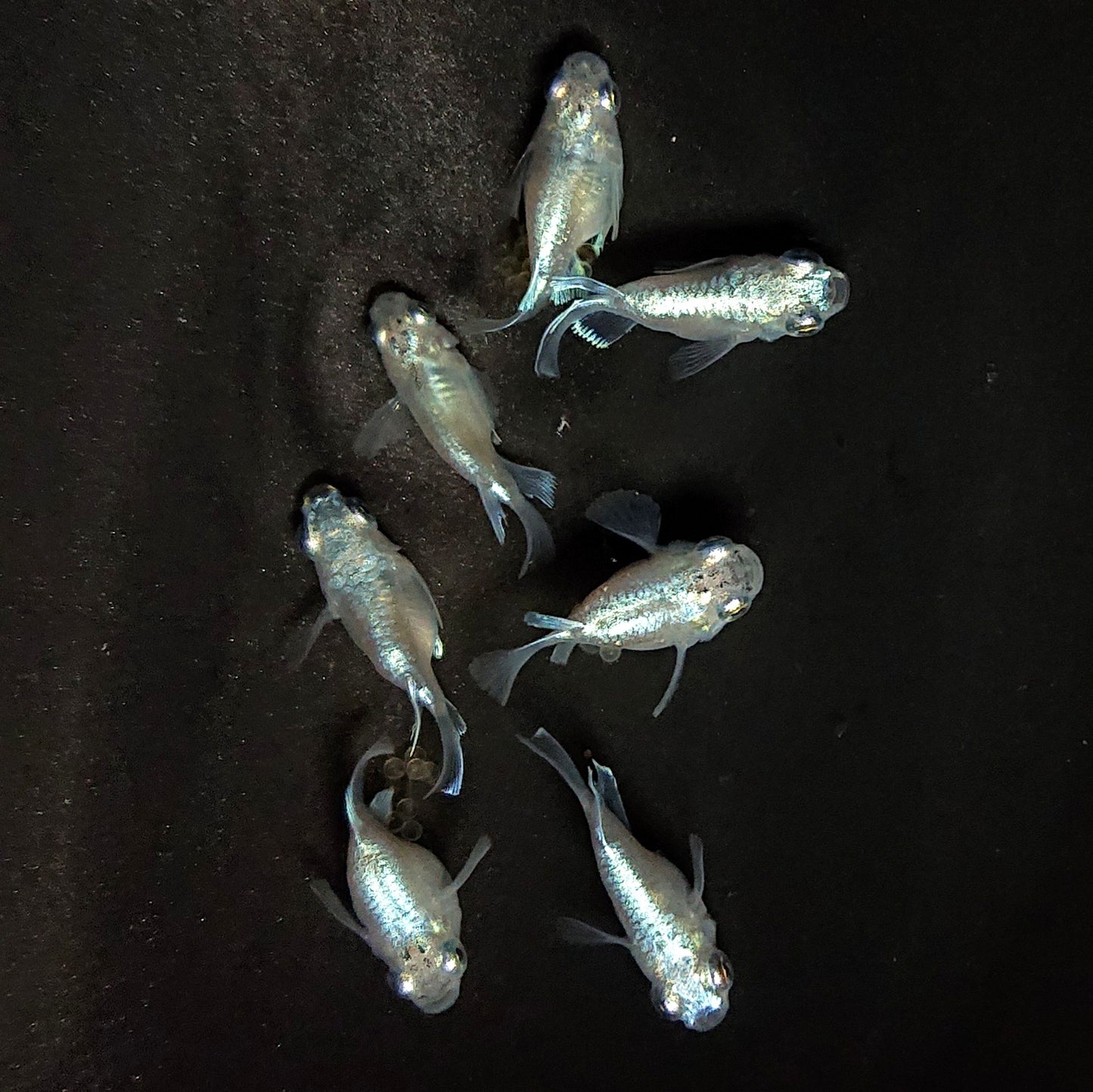 【現物】エンゼル　7匹　オス4メス3　3763