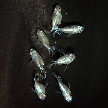 【現物】エンゼル　7匹　オス4メス3　3763