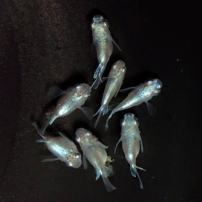 【現物】エンゼル　7匹　オス4メス3　3763