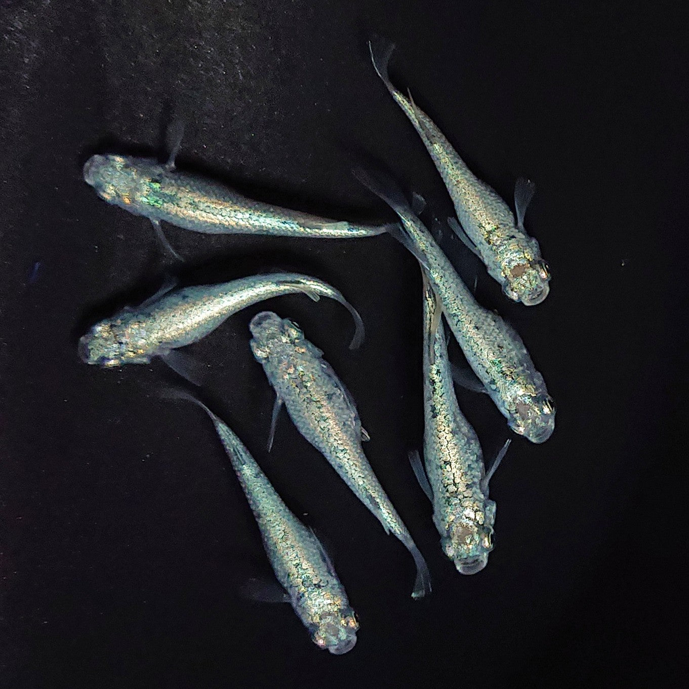 【現物】レックウザ メタルtype　7匹　オス3メス4　3766