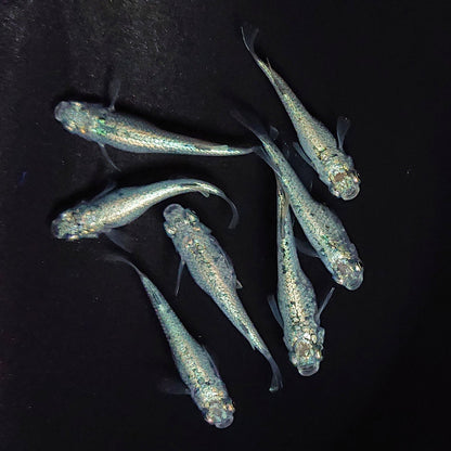 【現物】レックウザ メタルtype　7匹　オス3メス4　3766