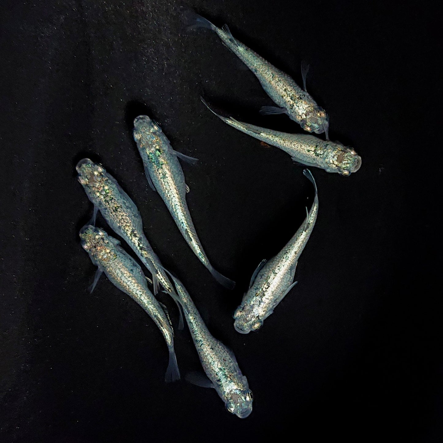 【現物】レックウザ メタルtype　7匹　オス3メス4　3766