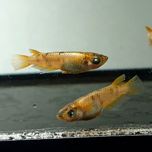 【現物】金閣　3匹　オス2メス1　メス個体ショートボディ　3772