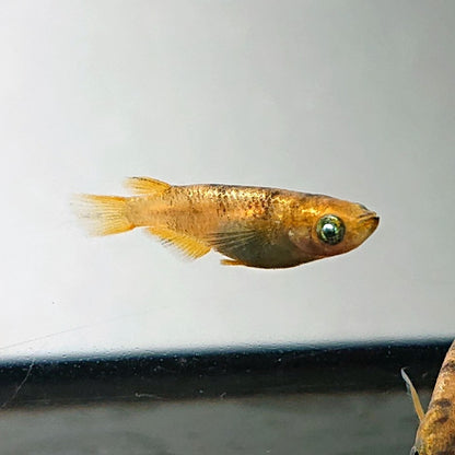 【現物】金閣　3匹　オス2メス1　メス個体ショートボディ　3772