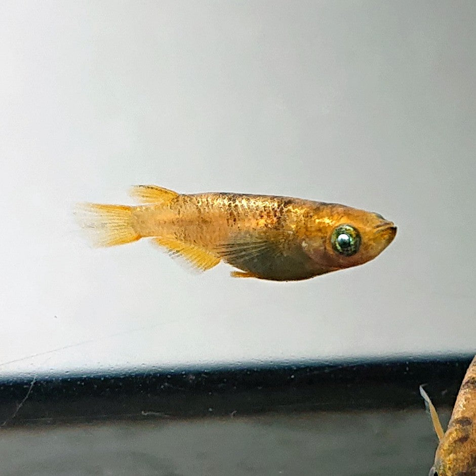 【現物】金閣　2ペア　メス1匹ショートボディ　3792