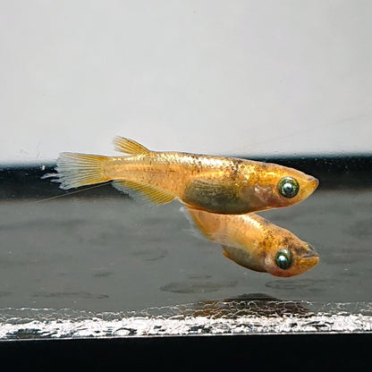 【現物】金閣　2ペア　メス1匹ショートボディ　3792