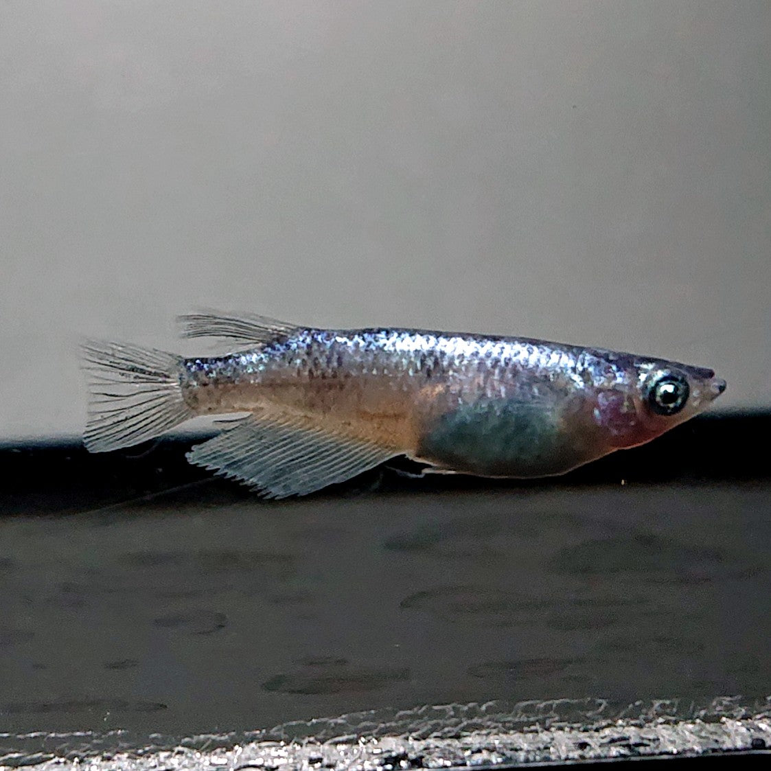 【現物】和墨白銀　両眼アースアイ　2ペア　3770